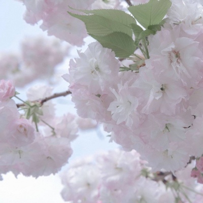 会泽福瑞交流群